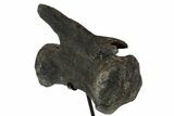Dinosaur (Diplodocus) Caudal Vertebrae - Metal Stand #77919-6